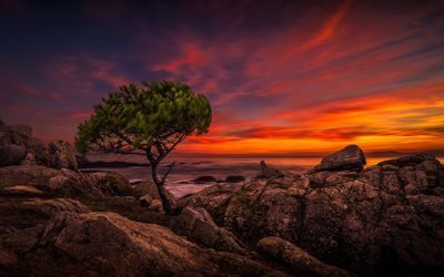 sunset, rannikolla, meri, aallot, yksin&#228;inen puu
