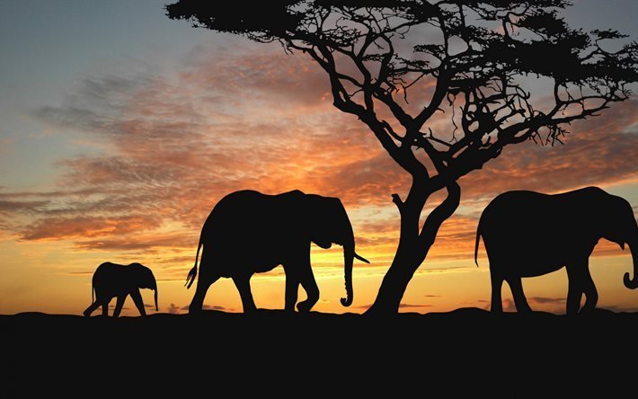 Elephants, 4k, savanna, sunset, silhouette of elephants, Africa