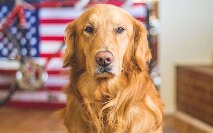 Golden Retriever, cani, blur, Bandiera USA, labrador
