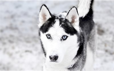 husky, inverno, cani, carino husky, blur, animali domestici, Siberian Husky