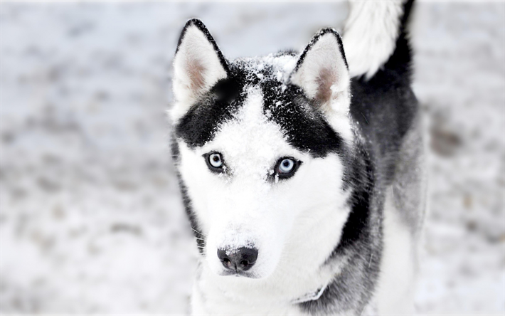 husky, winter, dogs, cute husky, blur, pets, Siberian Husky