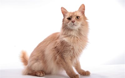 Cream Somali Cat, 4k, domestic cats, cute animals, pets, fluffy cat, long-haired Abyssinian, Somali cat