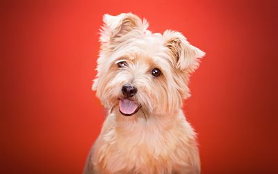 Yorkshire Terrier, white fluffy dog, cute animals, dogs