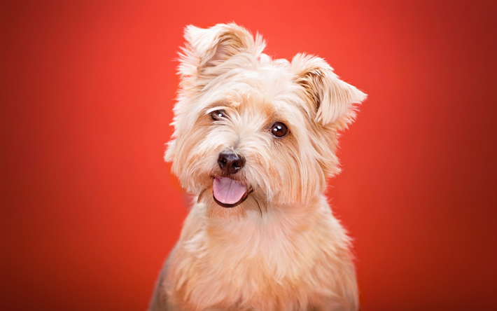 ヨークシャー-テリア, 白いふわふわの犬, かわいい動物たち, 犬