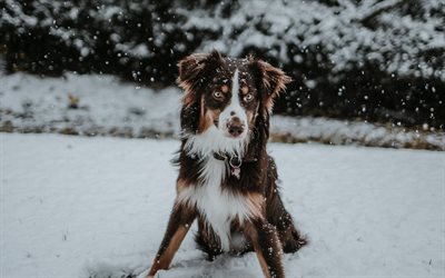 بوردر, 4k, الشتاء, الكلاب, الحيوانات الأليفة, الاسكتلندي الراعي, الحدود الكولي كلب