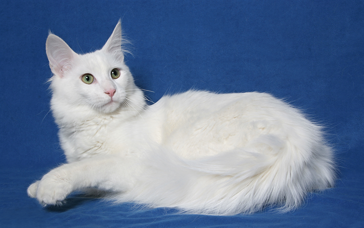 Turkish Angora Cat, domestic cat, 4к, white fluffy cat, pets
