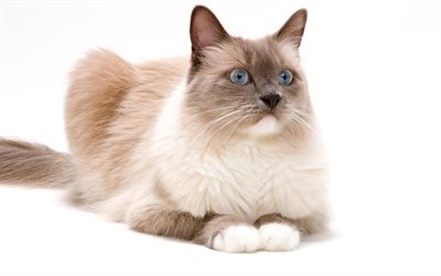 Ragdoll Cat, fluffy cat, brown ragdoll, pets, cute animals, cats, Ragdoll