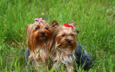 Yorkshire terrier, gemelli, carino cani, animali domestici, cani, 4k