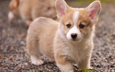 Pembroke Welsh Corgi, mascotas, perro, perros, welsh corgi, animales lindos