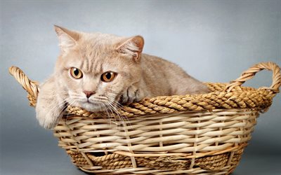 British shorthair cat, brown cat, pets, cute animals, cats, basket