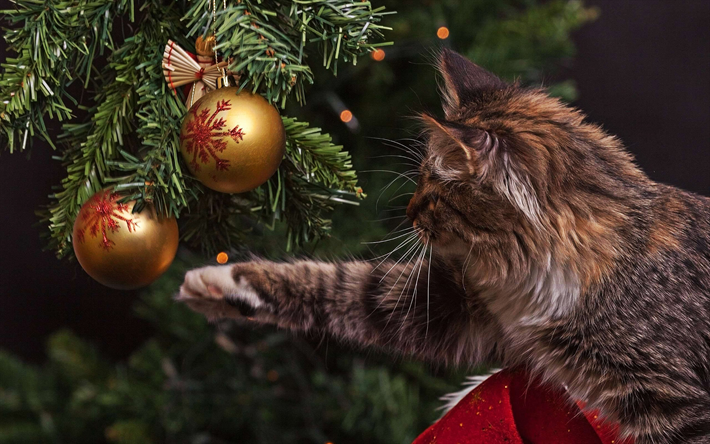 ダウンロード画像 グレーでふかふかの猫 クリスマスツリー 新年 ボール 猫 クリスマス フリー のピクチャを無料デスクトップの壁紙
