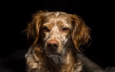 Coonhound, chien de chasse, chien tachet&#233; de brun, mignon, animaux, animaux domestiques, chiens