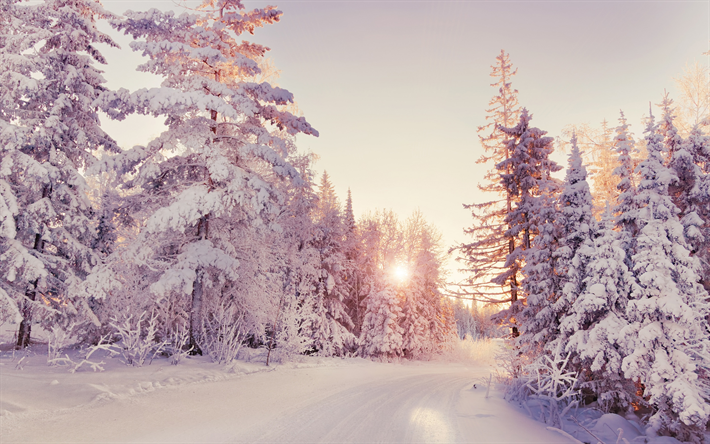 inverno, paesaggio, neve, foresta, tramonto, sera, alberi ricoperti di neve