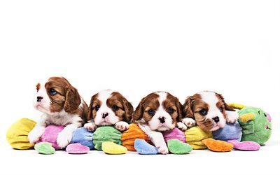 Cavalier King Charles Spaniel, cachorros, familia, animales dom&#233;sticos, animales divertidos, perros, Cavalier King Charles Spaniel Perro