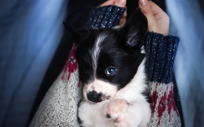 border collie, small dog in hand, cute puppy, pets, dogs, puppies, winter