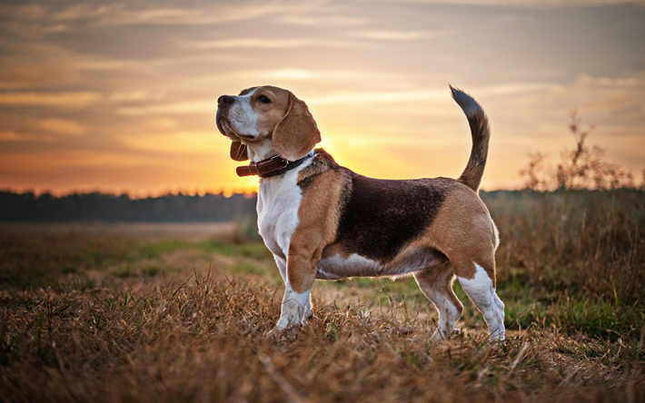 ダウンロード画像 ビーグル 夕日 犬の散歩 ペット 犬 悲しい犬 かわいい動物たち ビーグル犬 フリー のピクチャを無料デスクトップの壁紙