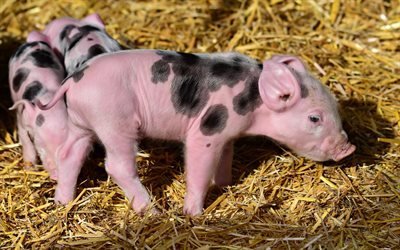 pink pig, hay, farm, little pig, funny animals, pigs
