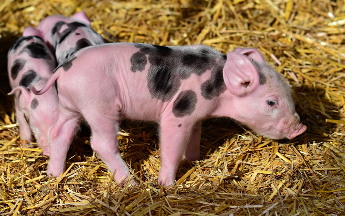 porco cor-de-rosa, feno, fazenda, porquinho, animais engra&#231;ados, porcos
