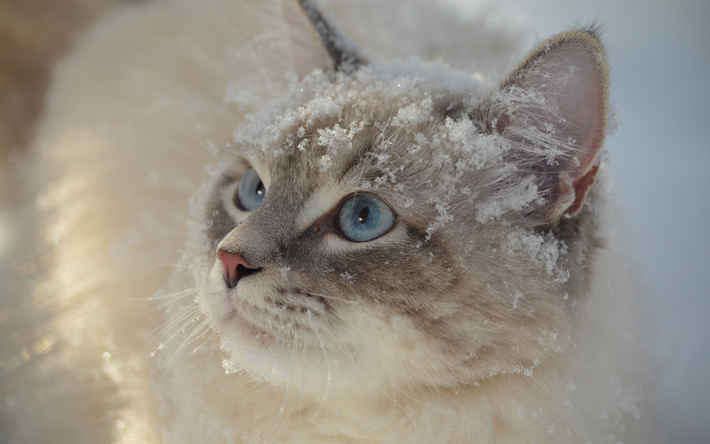 gray fluffy cat, snow, winter, cute animals, cats, blue eyes
