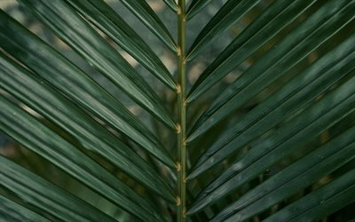 palm yeşil yaprak, doğal arka plan, yaprak doku, palmiye yaprağı