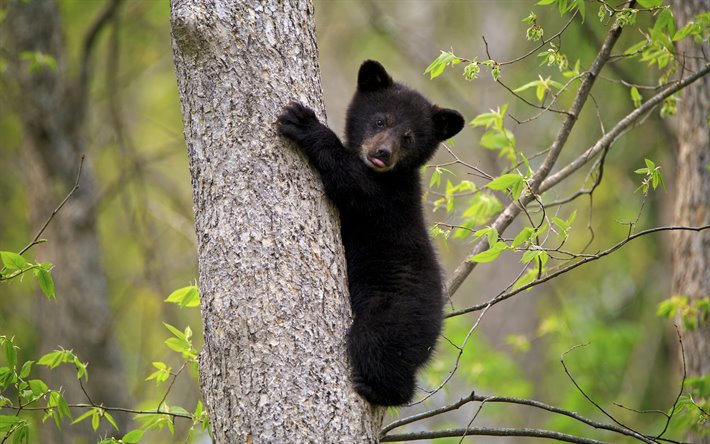 little black bear cub, des for&#234;ts, de la faune, des ours, petit ours sur un arbre, animaux sauvages