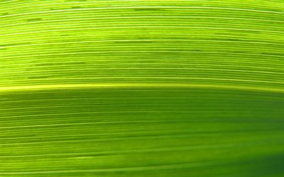4k, folha verde, folhas verdes textura, macro, deixa, folhas de textura, folhas verdes, texturas naturais, teste padr&#227;o da folha, folha de texturas