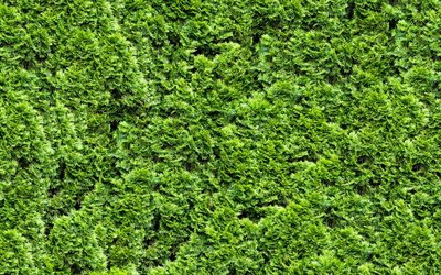 la hierba verde de la textura, de la hierba de la parte superior de la planta, en las texturas, hierba fondos, hierba texturas, verde hierba, verde, fondos
