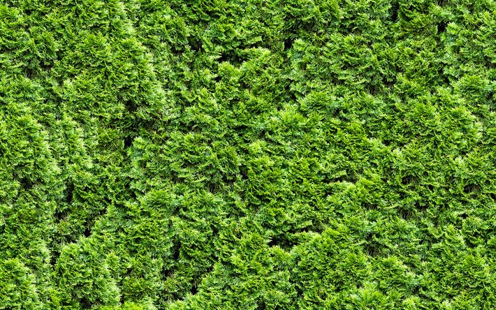 l&#39;herbe verte de la texture, de l&#39;herbe, de haut, de la plante des textures, de milieux, des textures, de l&#39;herbe verte, le vert des origines, origines de l&#39;herbe