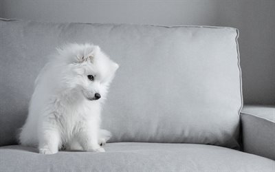 Samoyed, white little puppy, cute dogs, pets, puppies, little samoyed