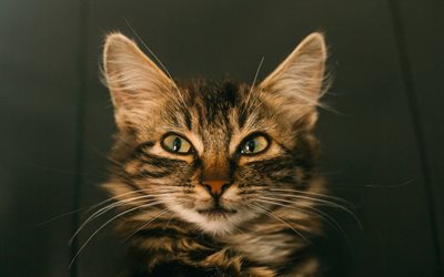 Maine Coon Cat, muzzle, cute animals, pets, cats, Maine Coon, domestic cat
