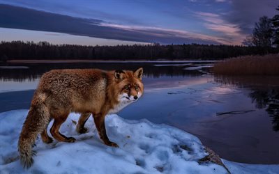 fox, 4k, winter, wildlife, predators, lake, Vulpes Vulpes