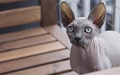 Sphynx Cat, pets, 4k, gray cat, hairless cats