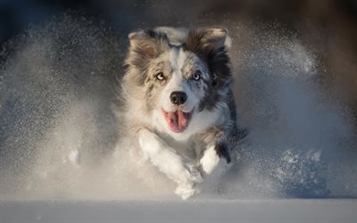 Australian Shepherd Dog, winter, snow, Aussie, running dog, blue eyes