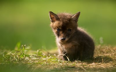 small fox, green grass, wildlife, small animals, foxes