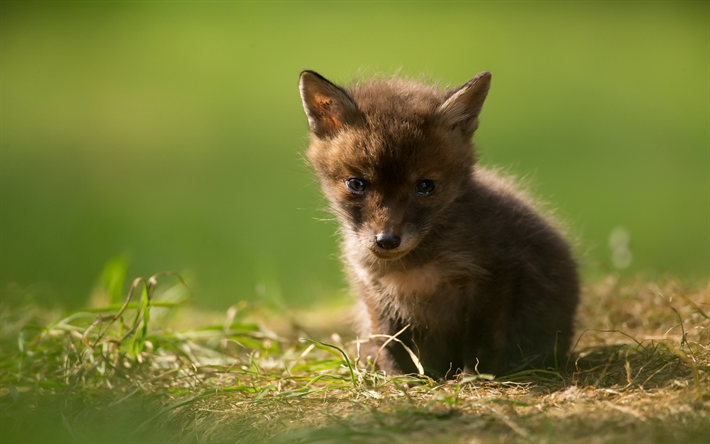 Herunterladen Hintergrundbild Kleiner Fuchs Das Grune Gras Tiere Kleine Tiere Fuchse Fur Desktop Kostenlos Hintergrundbilder Fur Ihren Desktop Kostenlos