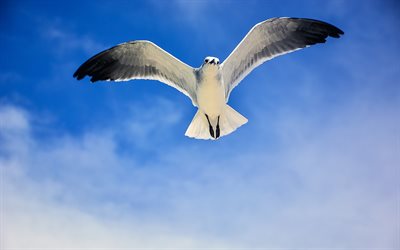 seagull, 4k, blue sky, clouds, Laridae