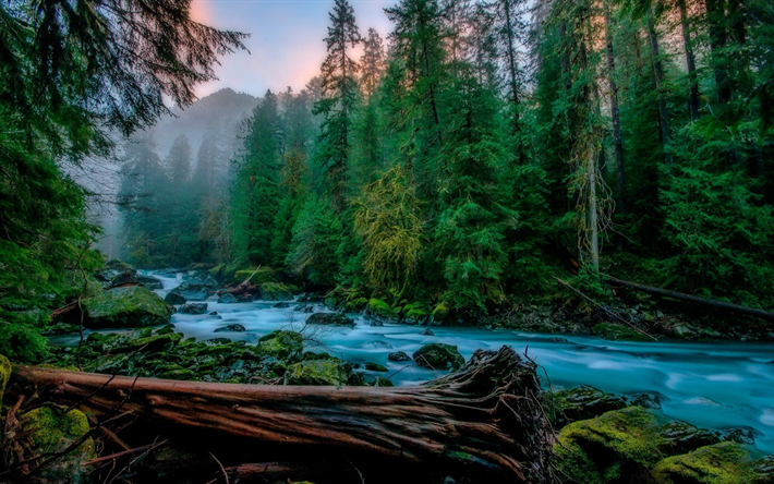 Skykomish, mountain river, morning, forest, fog, mountain landscape, USA