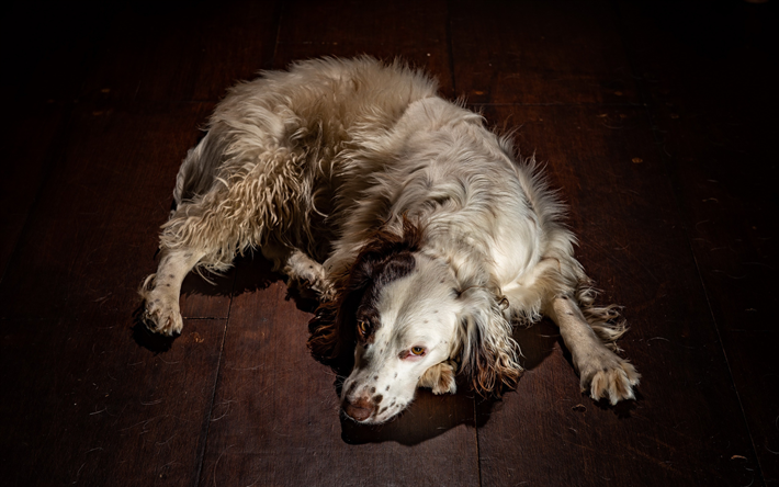 Le Berger australien, boucl&#233;s chien, animaux de compagnie, australien, chien blanc, des animaux mignons