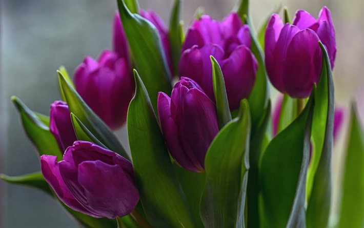 purple tulips, spring flowers, background with tulips, spring, tulips