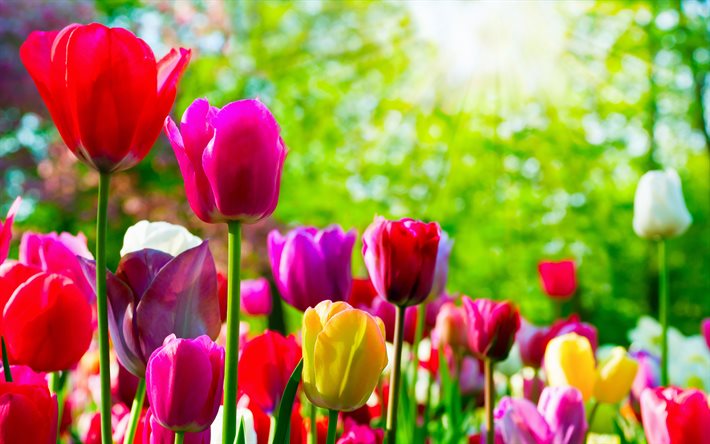 coloridas tulipas, 4k, bokeh, primavera, park, flores coloridas, tulipas, flores da primavera