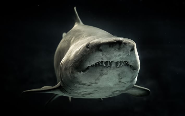 Gran tibur&#243;n blanco, fauna silvestre, close-up, los depredadores, mundo submarino, el tibur&#243;n, el Carcharodon carcharias