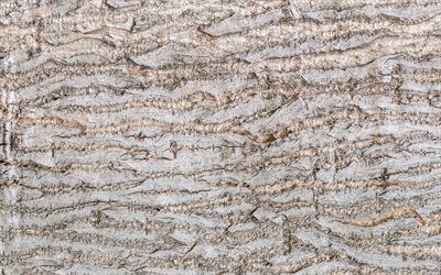 light tree bark, 4k, close-up, wooden background, tree bark, wooden bark, light tree, wooden backgrounds, wooden textures