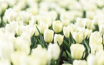 tulipani bianchi, fiori di primavera, fiori bianchi, fiori di campo, campo di tulipani, di sfondo con tulipani bianchi