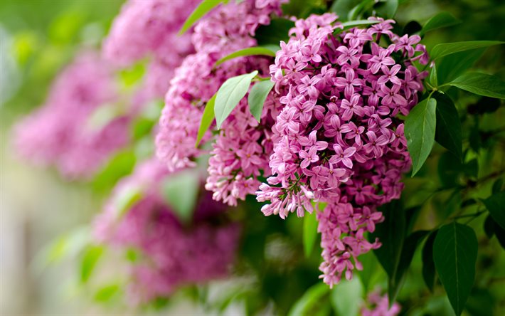 lilla, viola, fiori di primavera sfondo con lill&#224;, primavera floreale, sfondo, viola lilla