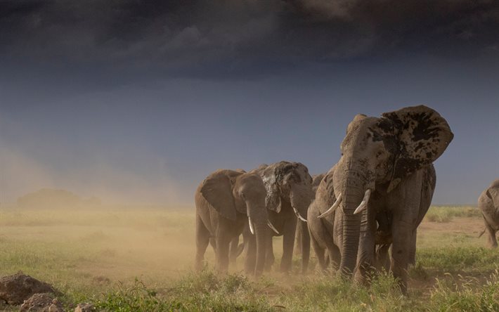 Elefanter, Afrika, kv&#228;ll, sunset, vilda djur, elefant familj