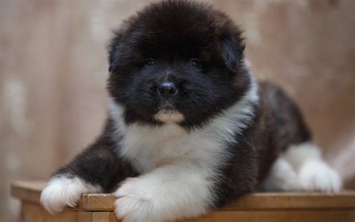 Akita, puppy, cute animals, dog, black akita puppy