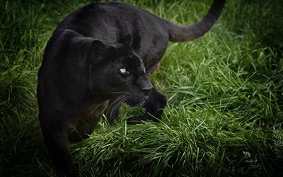 panther, raubtiere, wildtiere