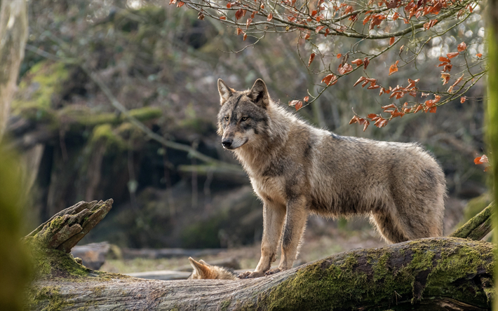 4k, lobo, predadores, a vida selvagem, floresta