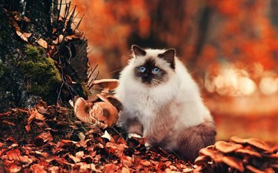 Birman, autumn, fluffy cat, pets, cute animals, cats, Birman Cat
