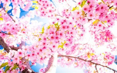 sakura, flor de cerejeira, c&#233;u azul, quente, primavera, ramos de cerejeira, flores cor de rosa